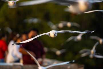 Many seagulls fleeing from the cold weather in Siberia come to Bang Pu, Samut Prakan Province, Thailand, from December to the end of March every year.