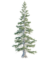Obraz premium Abies lasiocarpa Tree elevation view 4k cutout transparent background