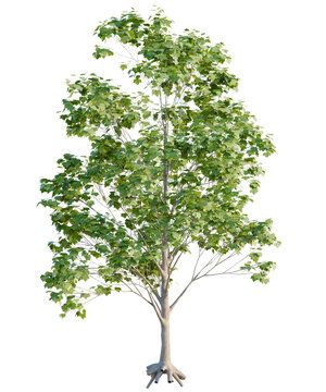 Acer macrophyllum Tree cutout transparent background