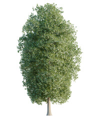 Fototapeta premium Aesculus hippocastanum Tree cutout transparent background