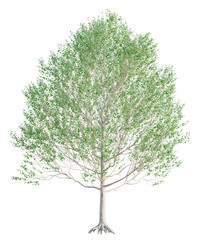 Obraz premium Alnus glutinosa Tree front view 4k isolate cutout