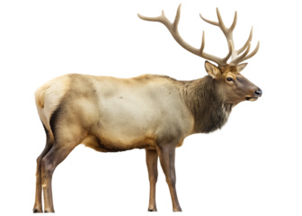 Majestic Elk With Large Antlers Standing Profile On Background deer male isolated on a transparent background