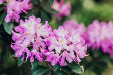 Fototapeta premium Vibrant purple rhododendron flowers blooming in a lush garden during springtime
