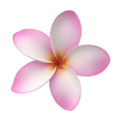 Fototapeta premium Pink and White Plumeria Flower with Yellow Center Keywords: flower, plumeria isolated on a transparent background