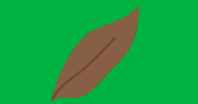 Graphic designers placing brown leaf on transparent background, showing animated midrib line