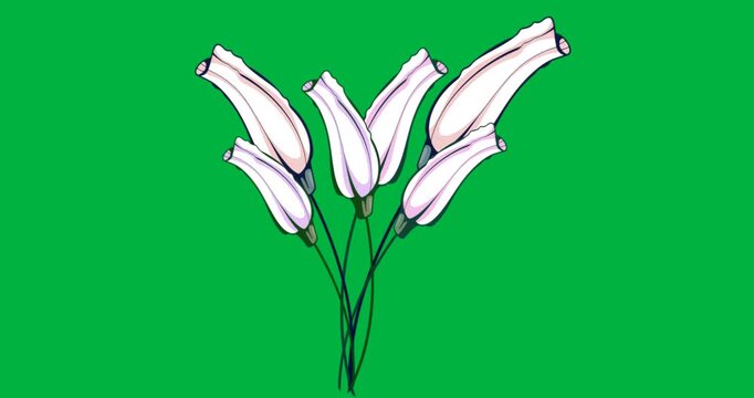 Marketers exploring tulip buds on transparent background, highlighting pink lavender shading