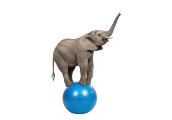 Young african elephant with grey hide, large ears, and small tusks, balancing on a vibrant blue exercise ball with trunk raised, against a transparent studio background, whimsical display of