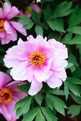 Beautiful pink peony flowers blooming in a sunny garden during spring season