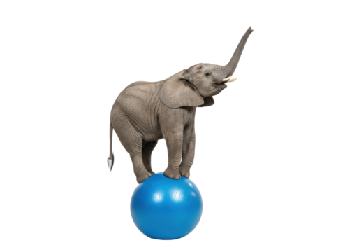 Young african elephant with grey hide, large ears, and small tusks, balancing on a vibrant blue exercise ball with trunk raised, against a transparent studio background, whimsical display of