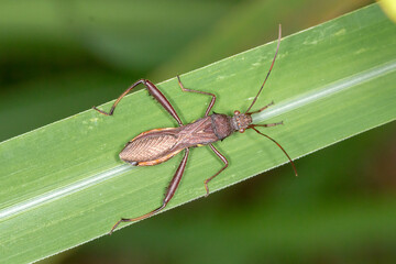 Brown Bean Bug Resting on Green Leaf