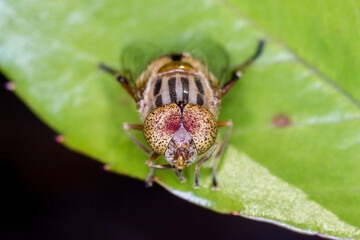 Close Up of Hoverfly Facing Forward