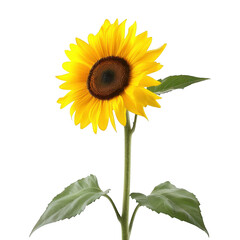 Obraz premium Single bright yellow sunflower with green leaves bloom blossom isolated on a transparent background