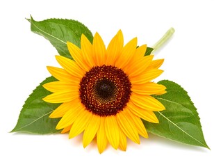 Obraz premium Sunflower with leaves on white