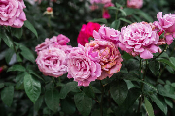 Beautiful pink roses blooming in a garden during sunny spring afternoon