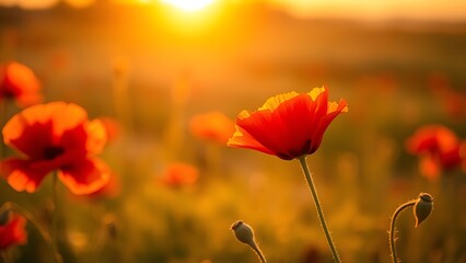 Naklejka premium Lone red poppy blooming in a golden field bathed in the soft light of sunset, evoking tranquility.