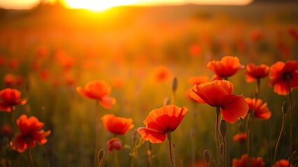 Obraz premium Vibrant red poppies glowing under the golden light of a sunset.