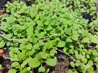 Close-up of mustard green seedlings growing fresh in soil, young vegetable sprouts in the garden.