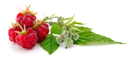 Fresh raspberries with green leaves isolated on white