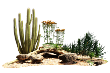 Desert landscape with cacti flowers yucca and rocks.