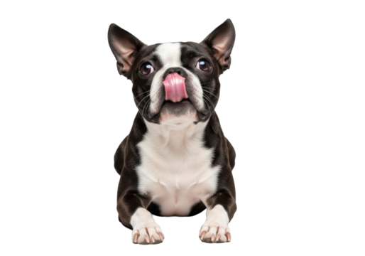 Young Boston Terrier, black and white brindle, lying relaxed, soulful eyes gazing up, licking nose, on transparent studio backdrop with copy space. Pet advertising concept