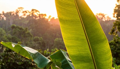 Large Green Palm Leaf at Sunset