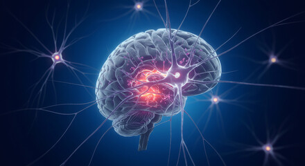 Human Brain Anatomy Neural Networks and Cognitive Processes