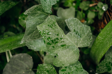 Ivy leaf with water droplets macro for concepts of hydration, freshness and plant texture
