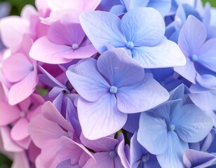 Close-up of vibrant hydrangea blossoms