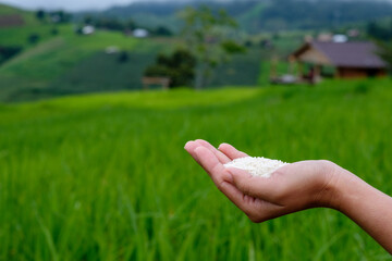 Rice in farmer's hand with green rice plants in background. Agricultural products, human food. Close-up of woman's hand with white rice.