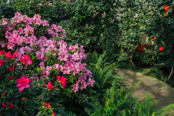 Bright pink azalia flowers blooming