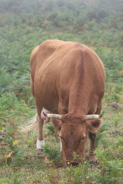 Vache dans la for&ecirc;t de Fanal, &icirc;le de Mad&egrave;re (Portugal)