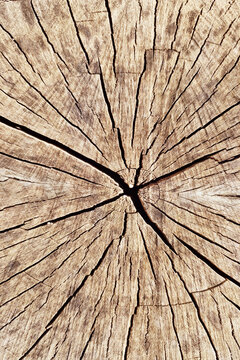 Wood texture background