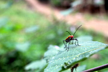Fototapeta premium red bug on a leaf