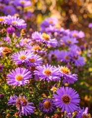 Close-up of vibrant purple flowers (7)