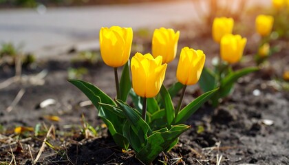 Close-up of vibrant yellow tulips in full bloom, bathed in warm sunlight, growing in dark soil