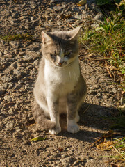 A Gray and White Cat Sitting Outdoors