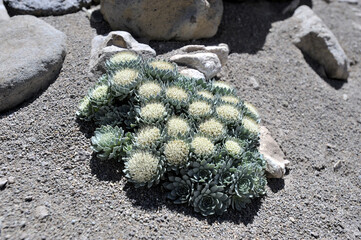 Raoulia eximia - a plant species belonging to the Asteraceae family. Raoulia eximia grows in poor soils with very low levels of phosphorus and nitrogen