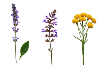Obraz premium Lavender, salvia, yellow button flowers, green leaves, linear on transparent background, soft macro lighting, ultra-sharp focus. Botanical elegance concept.