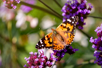 Vanessa cardui butterfly and blooming verbena flowers