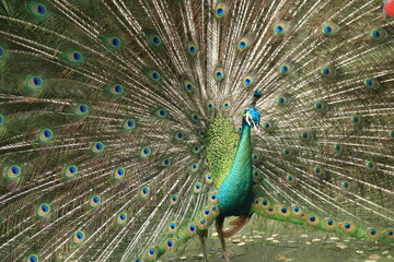 Naklejka premium Magnificent peacock with vibrant blue and green plumage showing its tail feathers in a full display. The bird’s iridescent eyespot patterns create a stunning natural fan, symbolizing beauty, pride