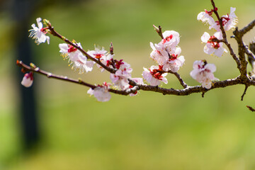 暖かな日に咲く梅の花