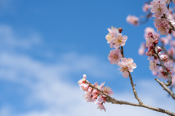 青空と高岡古城公園の梅の花