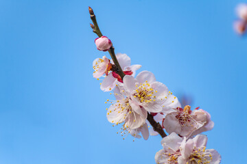 青空と見頃の梅の花