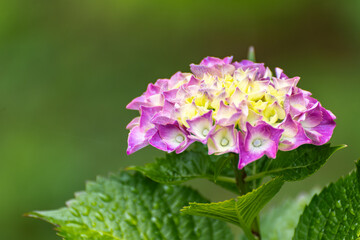 赤紫色に色づき始めた紫陽花