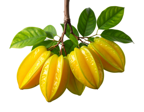 Modern Minimalist Star Fruit Tree PNG