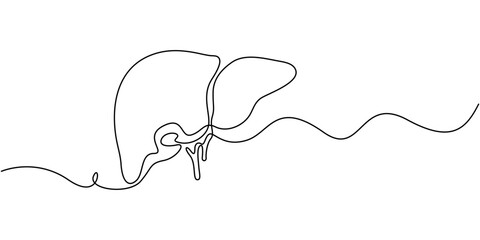 Continuous one line drawing of human lungs. One line of anatomical human lungs. Medical internal concept continuous line art, Liver human organ drawn by one line. Lungs, brain, stomach, heart, liver, 