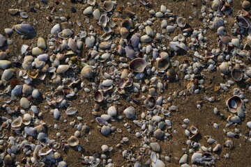 Seashells and pebbles on sandy beach – natural marine background with shells, stones and sand texture, summer seaside concept for travel, vacation, relaxation, nature and coastal design