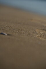 Seashells and pebbles on sandy beach – natural marine background with shells, stones and sand texture, summer seaside concept for travel, vacation, relaxation, nature and coastal design