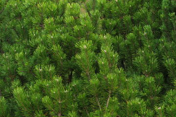 Fresh green pine branches in close-up view. Natural conifer texture and evergreen background with dense needles. Perfect for nature, forest, or botanical themes.