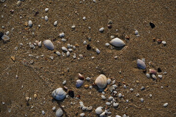 Seashells and pebbles on sandy beach – natural marine background with shells, stones and sand texture, summer seaside concept for travel, vacation, relaxation, nature and coastal design
